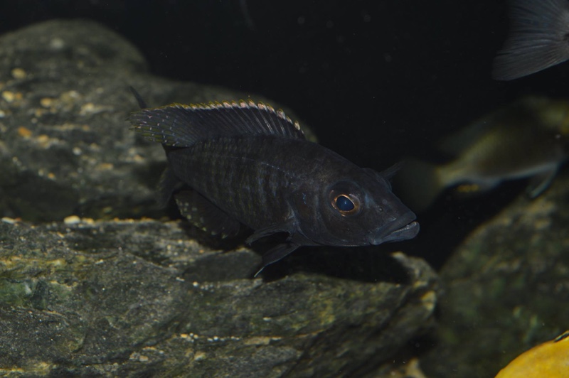 Stigmatochromis melanchros